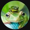 vibinfrog