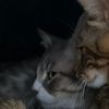 The Paw Diaries
