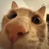 nicoteanee