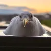 FeedingSteven