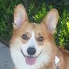 sir_chester_the_corgi