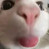 hzidcbwjcbdjsjsb