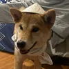 sizzlinghakdog