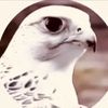 الشقاوي 501