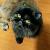 squishirecat