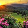 anwar_star2
