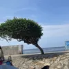 doan.trai