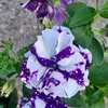 dilbergurs289