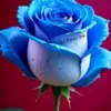 guly_rash7