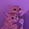 fati_a77