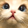 cats.just.cause