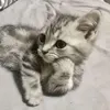 qamarm00