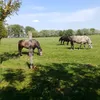 jozsefkoczka