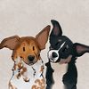 Marissa | Kota & Aspen