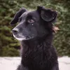 pawsanns