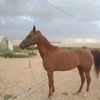 كمال طباخ