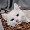 allmy_cats