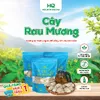 tran_thi_quynh_123