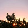 sourwood