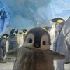 bluecaptivates