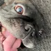 bojto
