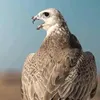 userqfozas8ddd