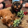 annie_and_ollie_puppies