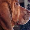 klaralouisebloodhound