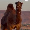 الحربي