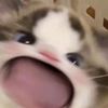 strawberrystruc