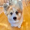 hudsonthefluffyco