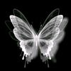 butterfly109100