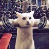alexis_irp