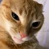 jealous_kashi