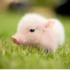 piggynguyenhoibidepgai