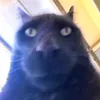 wassuptiktod