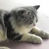 buppxa_