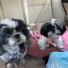 meandmyshihtzus