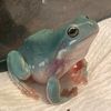 frog_train