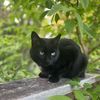 wickedwitchoftheeast72