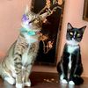 railroadrescuecats