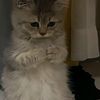 helucutefomaique