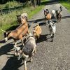 TahomaFarm