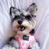 Gigi The Schnauzer