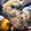 nugget_thecrazybunny