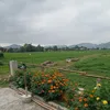 clokavikatorum