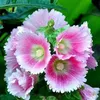 ngoc_thanh2660