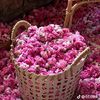 uer0040604456