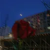 1amal_bitarx