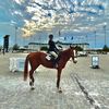 gaby__horse